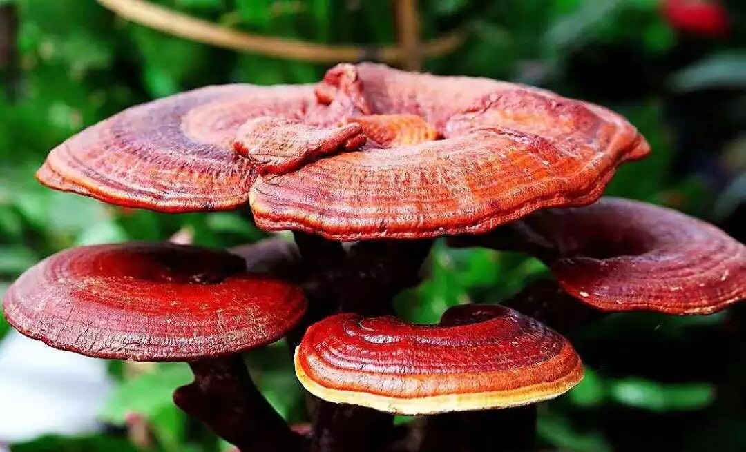 正處三伏天，靈芝孢子粉養(yǎng)生正當時