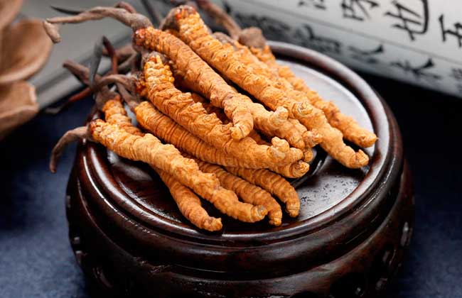 冬蟲夏草的營養(yǎng)成分有哪些？好在哪里
