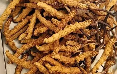 冬蟲夏草那么多種吃法，哪種才能發(fā)揮作用？
