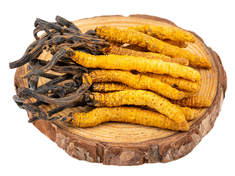 聽說蝙蝠蛾擬青霉與冬蟲夏草有關(guān)？是真的嗎