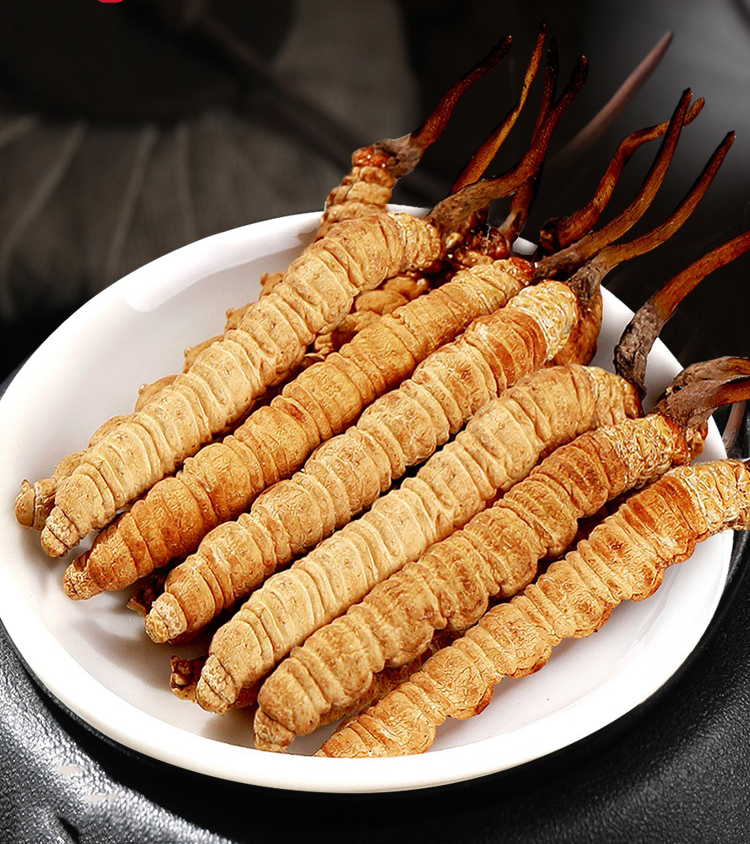 冬蟲(chóng)夏草還能提高免疫力？一起來(lái)看看它的奧秘