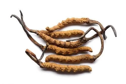 冬蟲夏草真的能抗癌嗎？