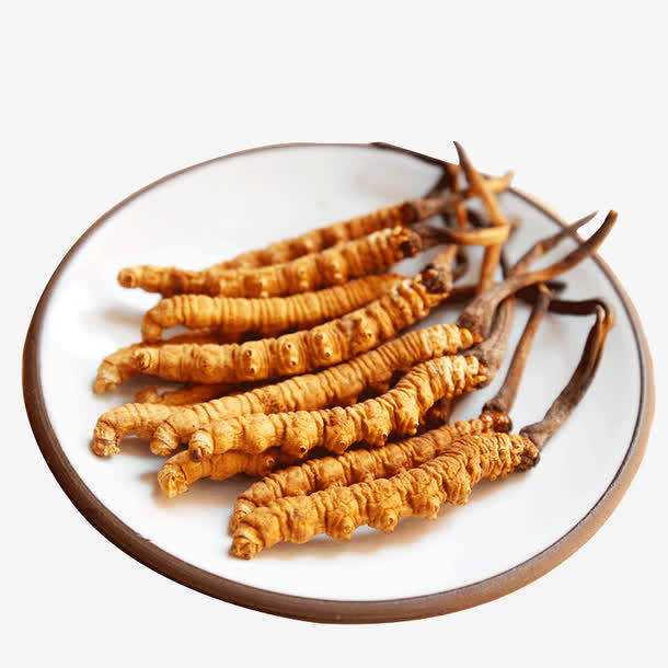 冬蟲夏草菌絲體是如何產(chǎn)生的？