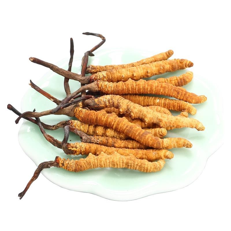 冬蟲夏草中的蟲草素的主要作用是什么？