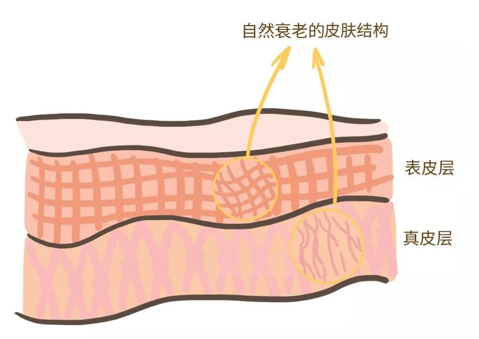 來看看維E是如何抗衰老的，一起看看原理
