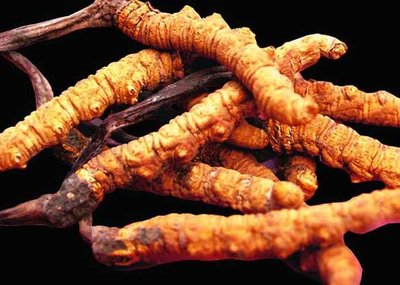 冬蟲(chóng)夏草與糖尿病之間的關(guān)系