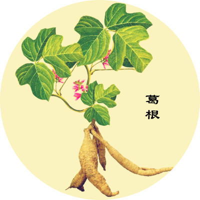 葛根能降糖是真的嗎？